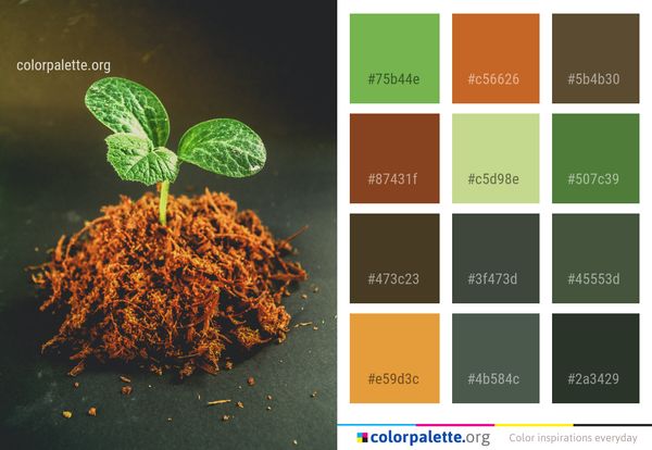 Leaf Macro Photography Organism Color Palette