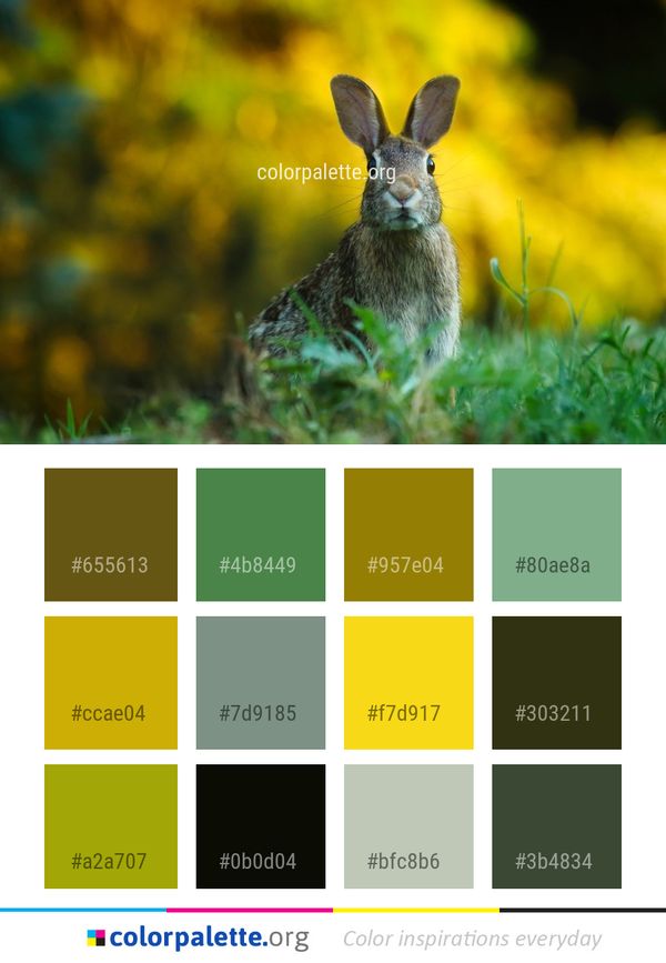 Mammal Fauna Wildlife Color Palette