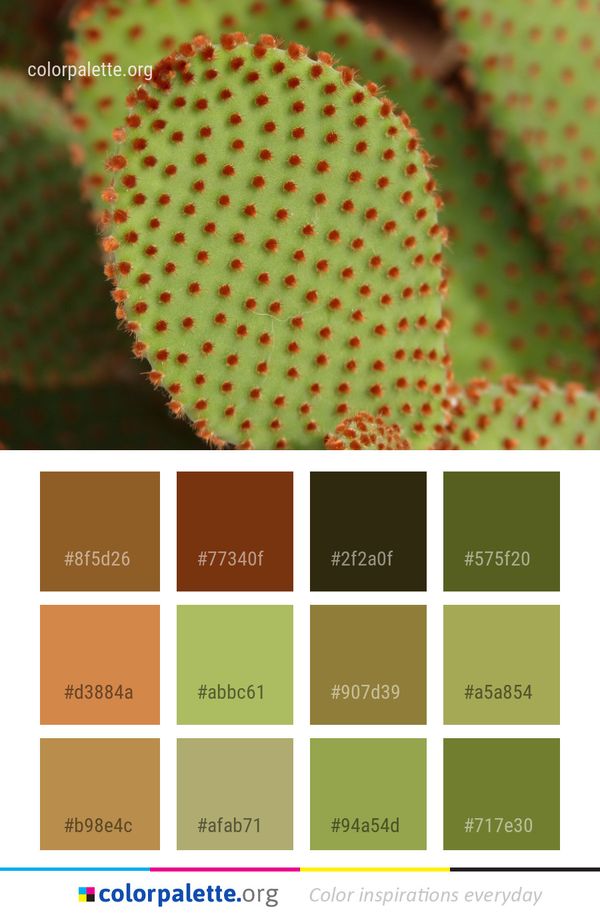 Green Close Up Cactus Color Palette