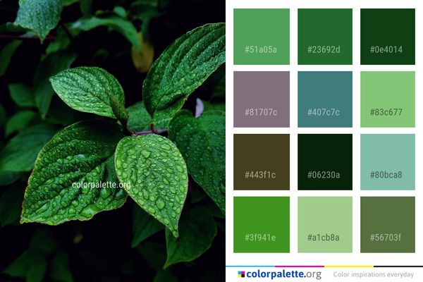 Leaf Plant Flora Color Palette