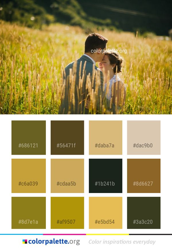 Photograph Grassland Grass Color Palette