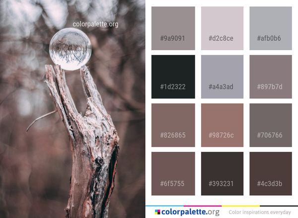 Tree Branch Close Up Color Palette
