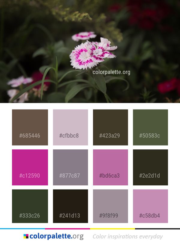 Flower Plant Pink Color Palette