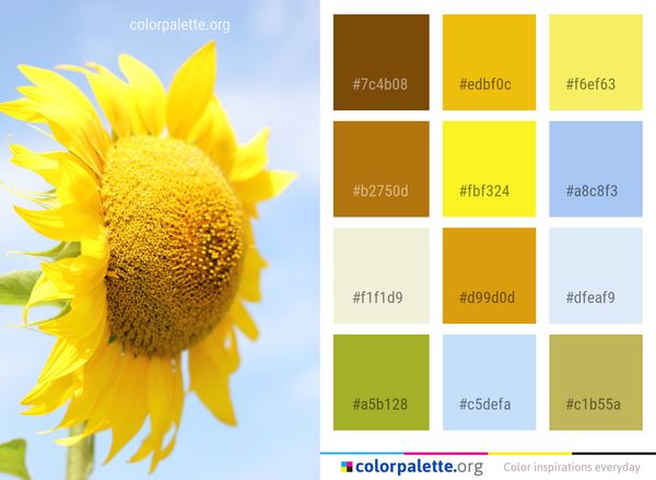 Flower Sunflower Yellow Color Palette