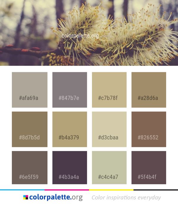 Branch Close Up Sunlight Color Palette