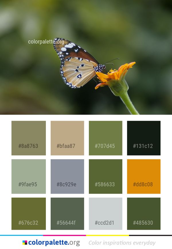 Butterfly Insect Moths And Butterflies Color Palette