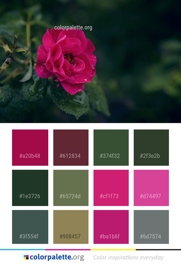 Flower Rose Family Pink Color Palette