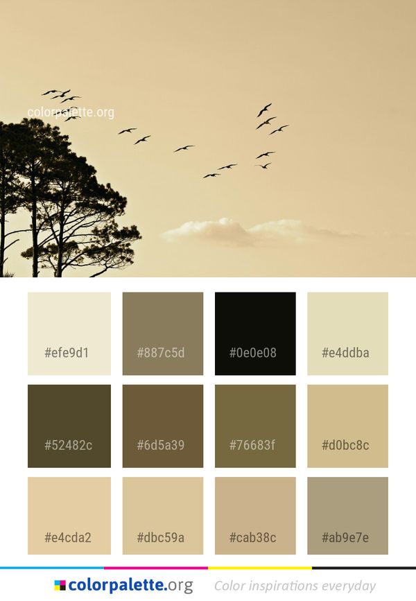 Sky Bird Migration Animal Color Palette
