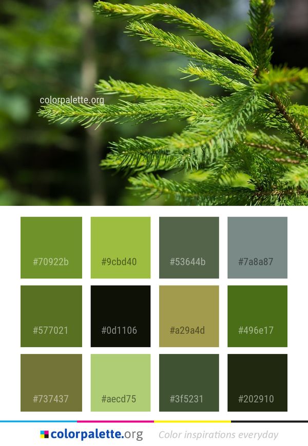 Tree Ecosystem Vegetation Color Palette
