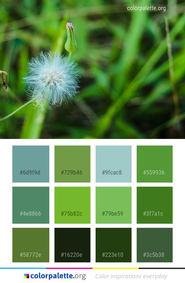 Flora Vegetation Plant Color Palette