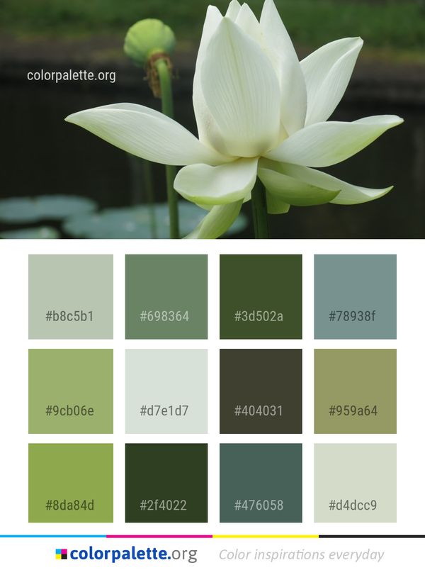 Flower Plant Sacred Lotus Color Palette