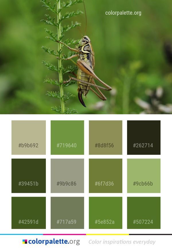Insect Ecosystem Fauna Color Palette