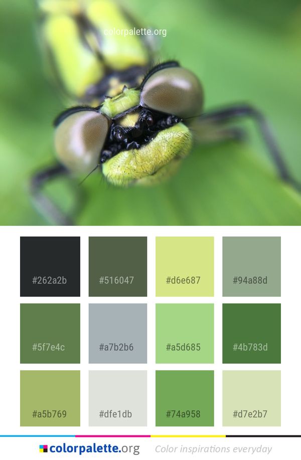 Insect Macro Photography Close Up Color Palette