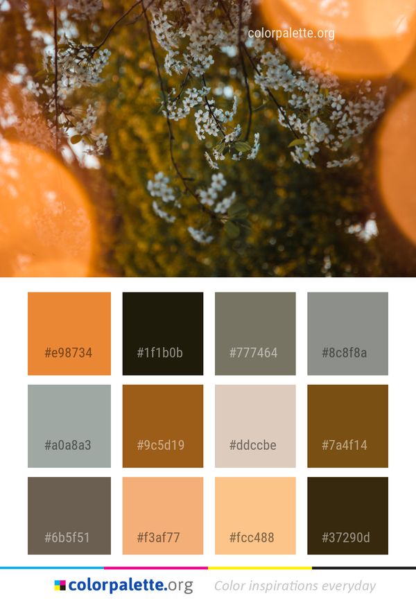 Orange Macro Photography Close Up Color Palette