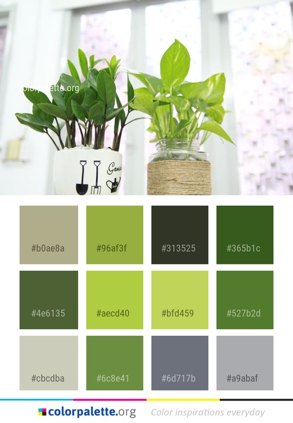 Plant Flowerpot Leaf Color Palette