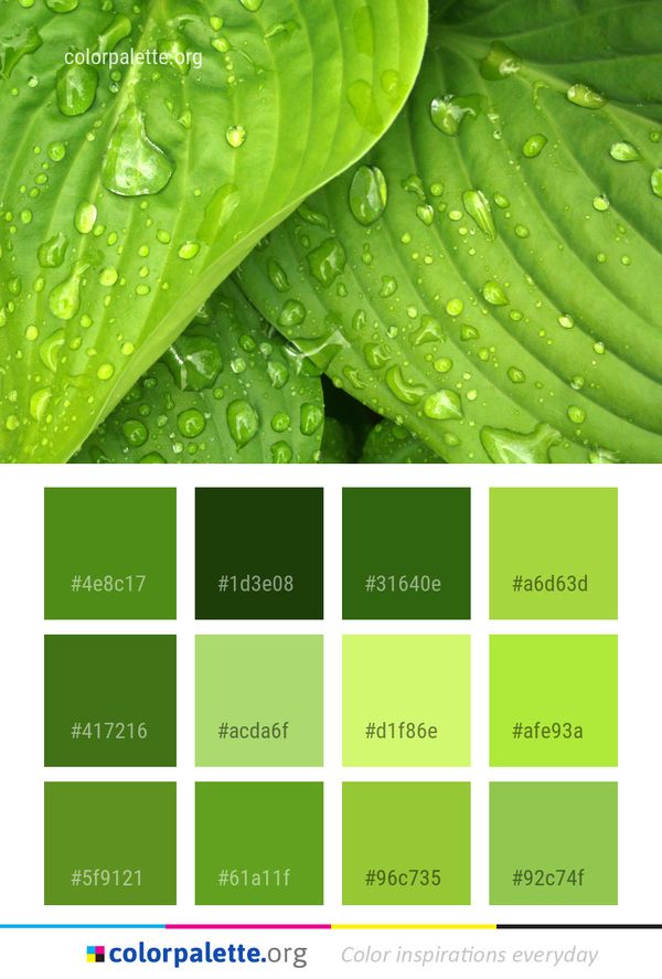 Water Green Leaf Color Palette