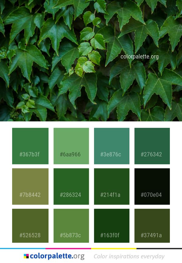 Leaf Plant Green Color Palette
