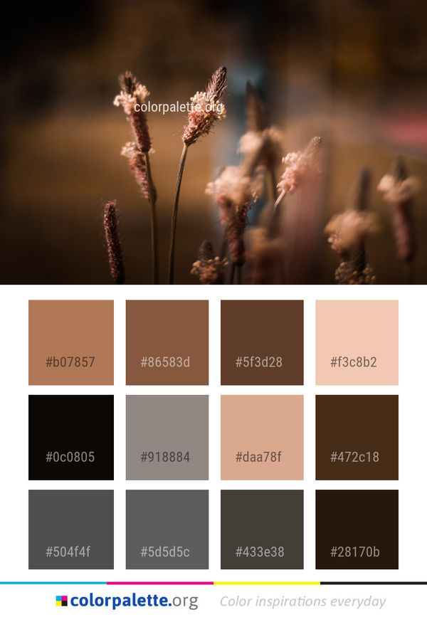 Macro Photography Light Close Up Color Palette