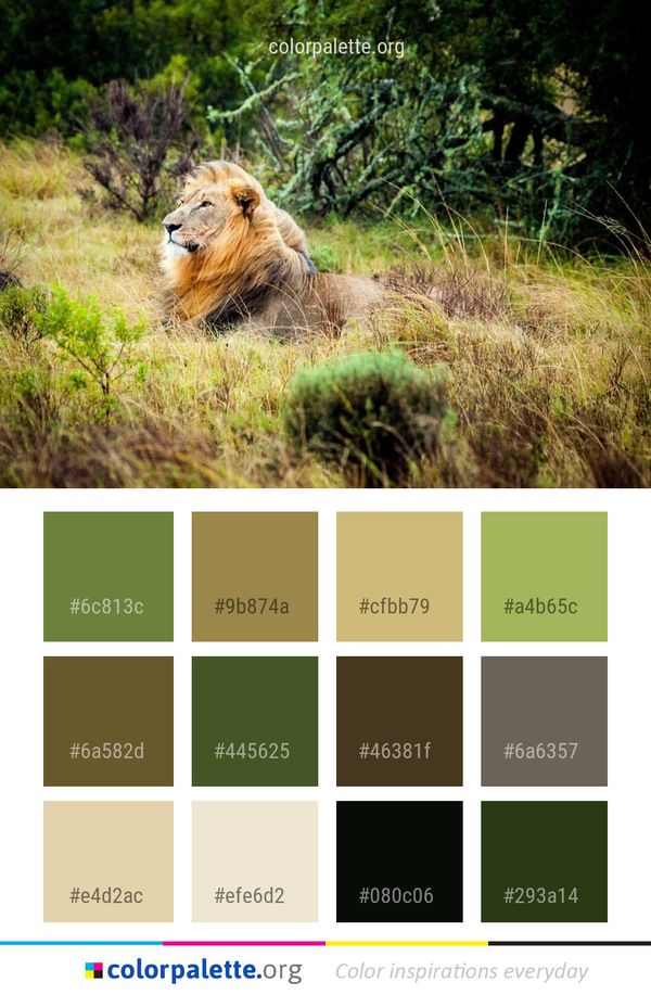 Wildlife Lion Mammal Color Palette