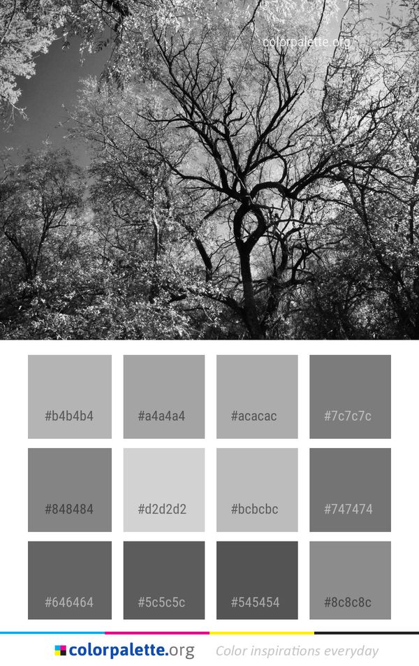 Branch Tree Black And White Color Palette