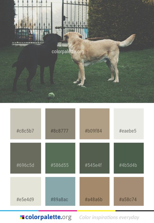 Dog Like Mammal Breed Color Palette