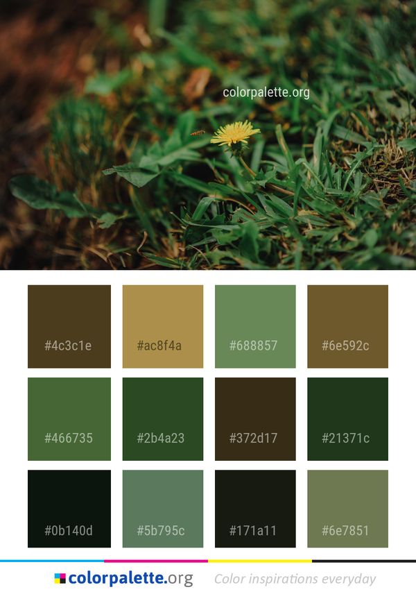 Plant Flora Flower Color Palette
