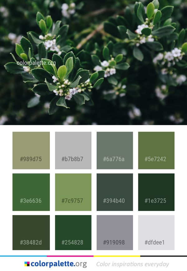 Plant Flora Subshrub Color Palette