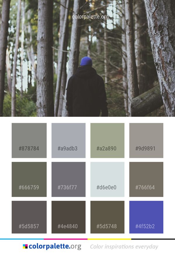 Tree Woody Plant Forest Color Palette