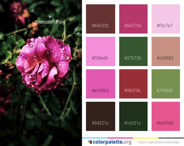 Flower Pink Flora Color Palette