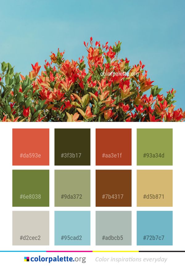 Flower Plant Flora Color Palette