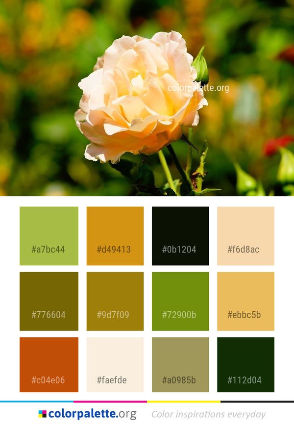 Flower Rose Family Color Palette