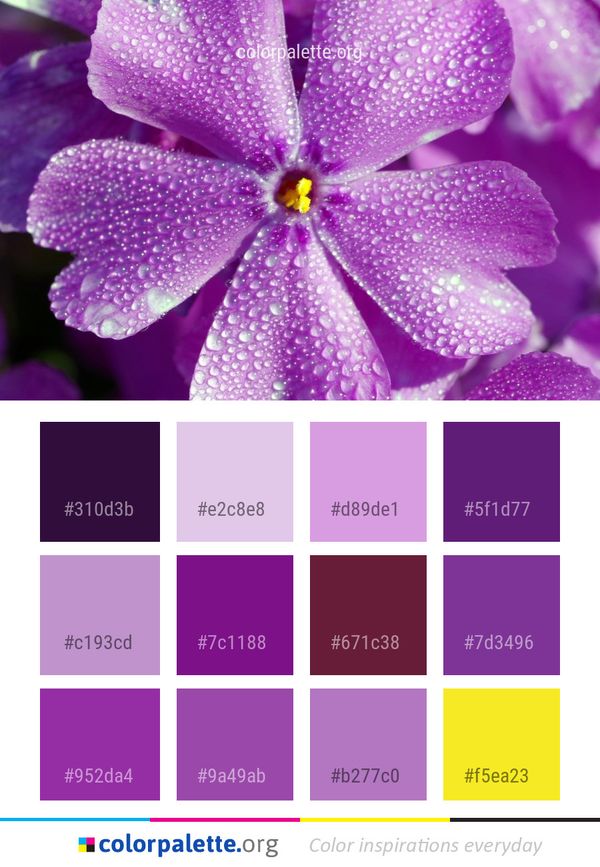 Flower Violet Purple Color Palette