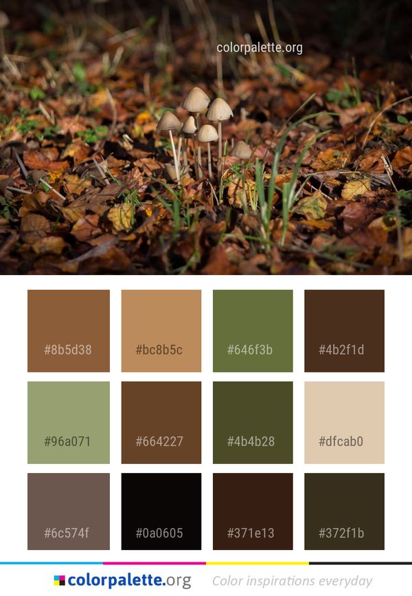 Fungus Leaf Mushroom Color Palette