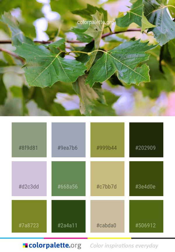 Leaf Plant Tree Color Palette