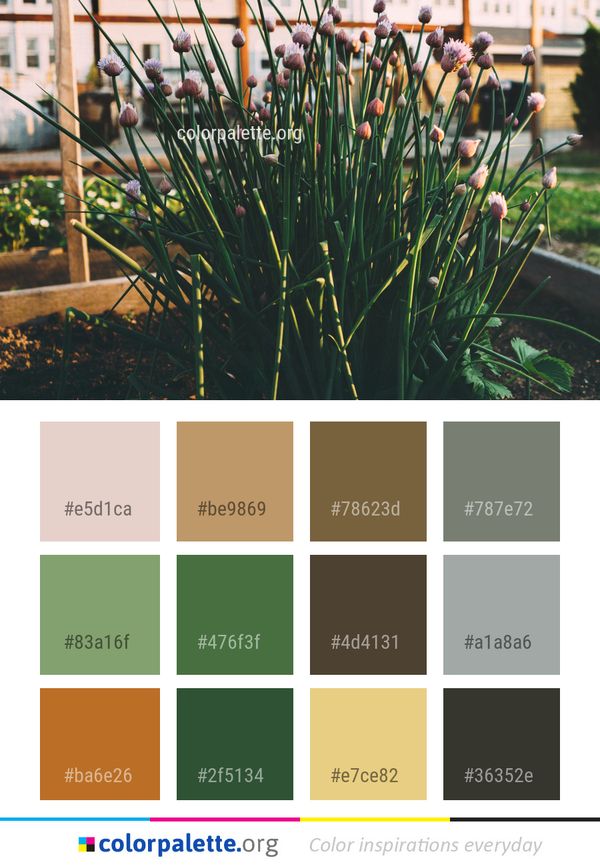 Plant Flower Flora Color Palette