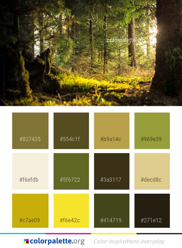 Woodland Forest Nature Color Palette