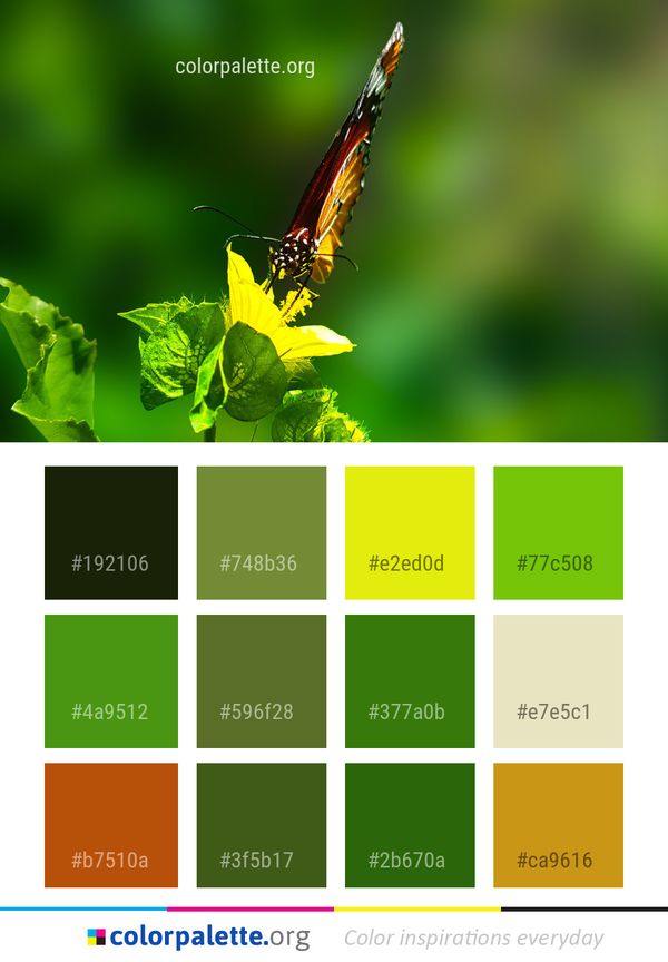 Insect Butterfly Moths And Butterflies Color Palette