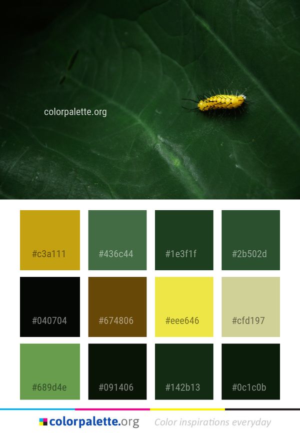 Insect Caterpillar Leaf Color Palette