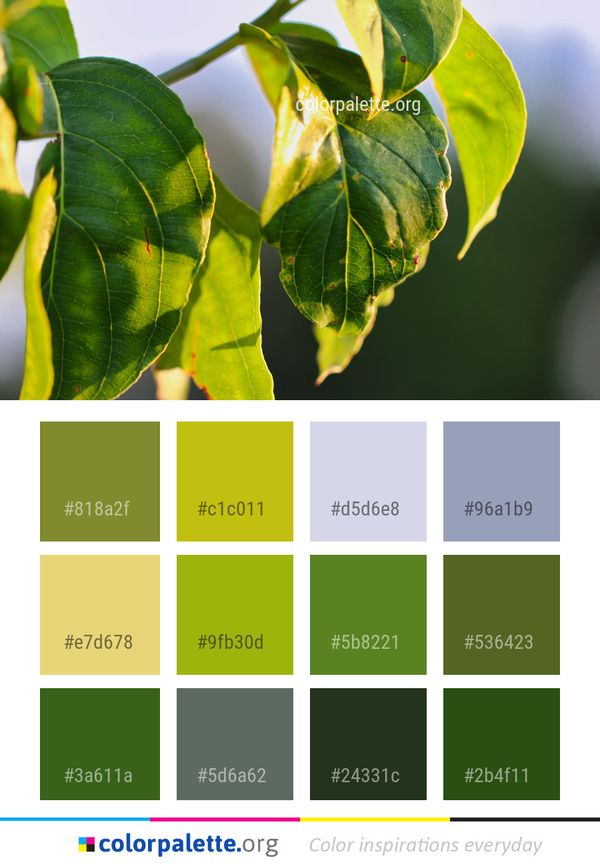 Leaf Plant Flora Color Palette