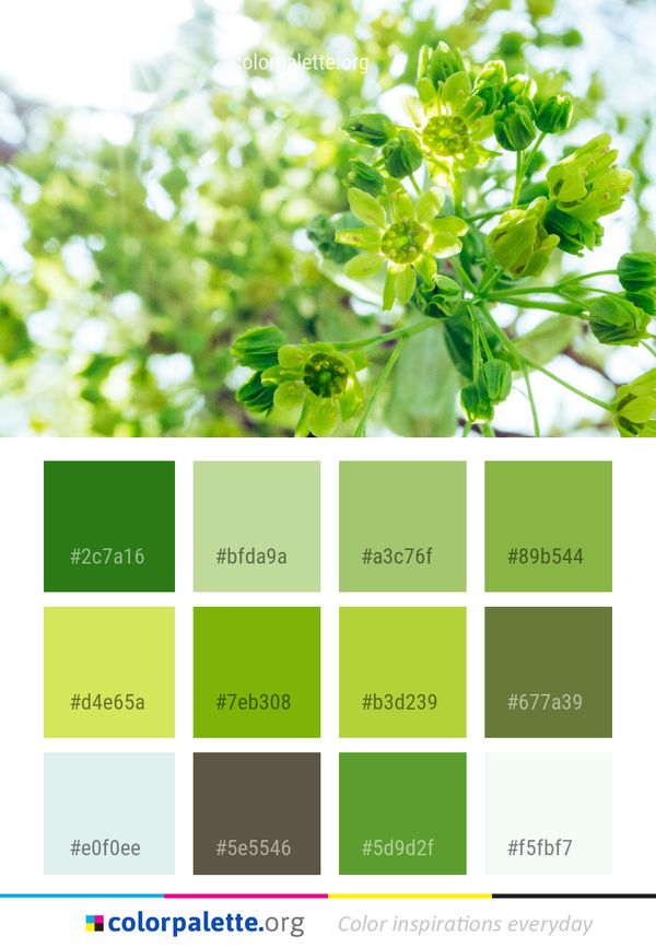 Plant Leaf Flower Color Palette