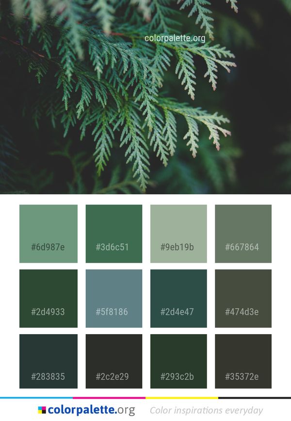 Tree Spruce Branch Color Palette