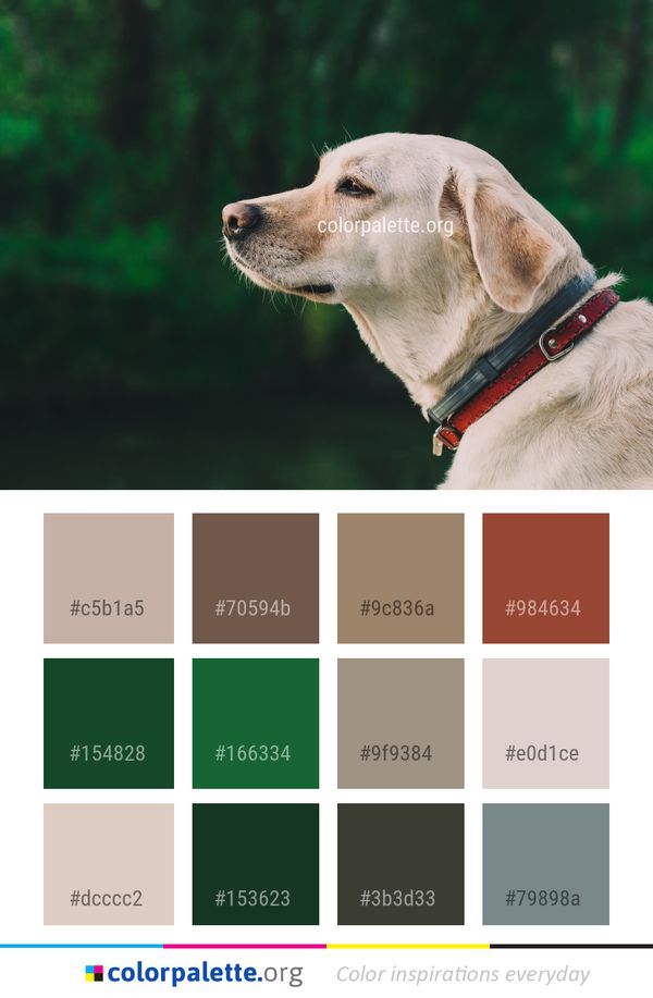 Dog Breed Like Mammal Color Palette