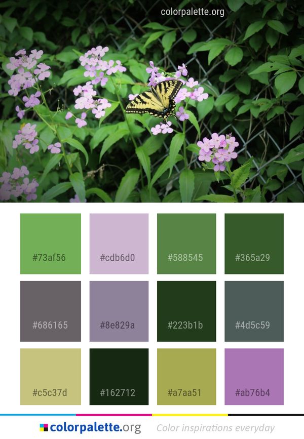 Flower Butterfly Moths And Butterflies Color Palette