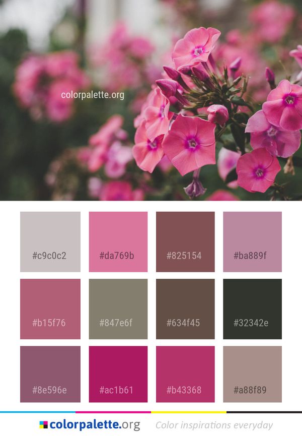 Flower Pink Plant Color Palette