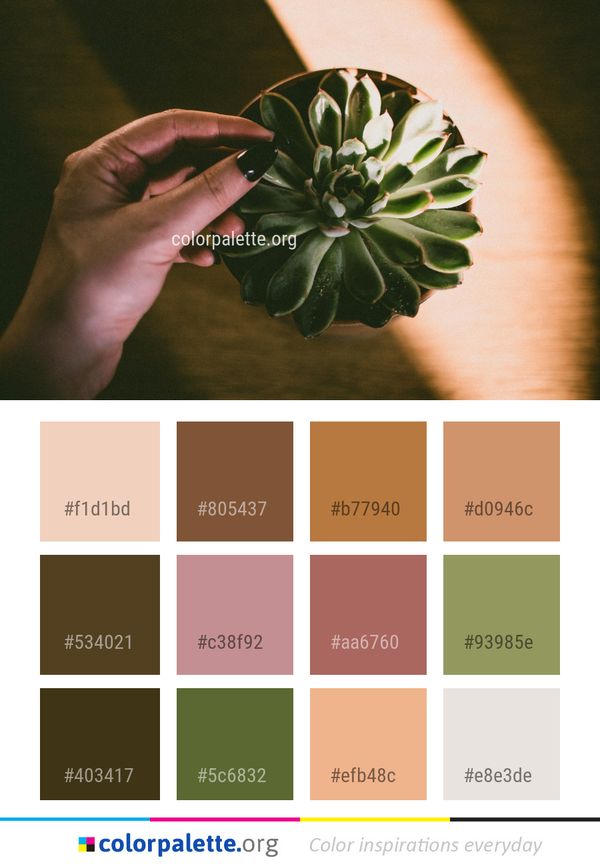 Flower Plant Flora Color Palette