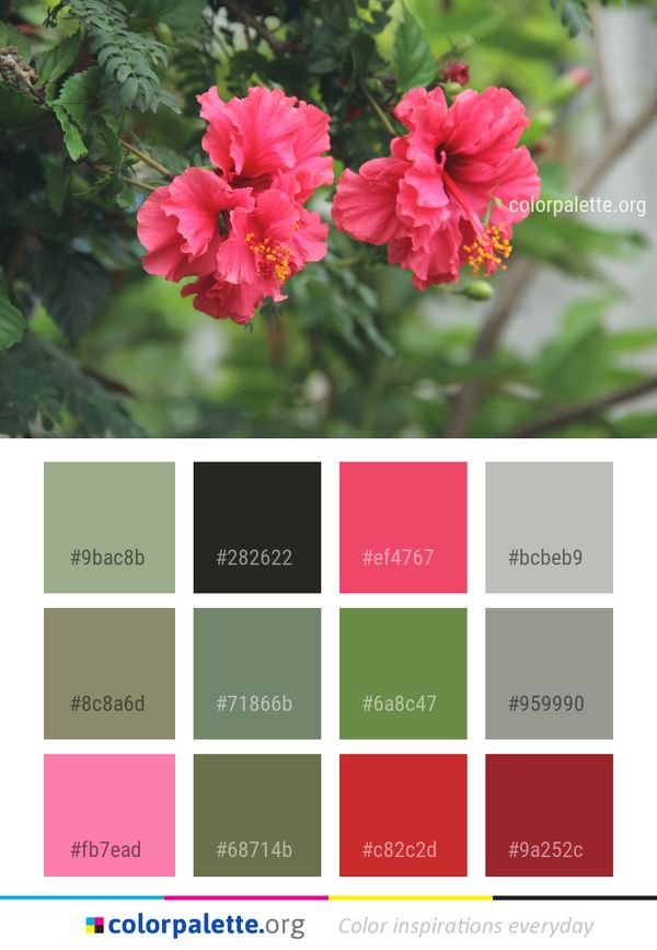 Flower Plant Flowering Color Palette