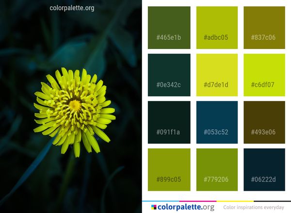 Flower Yellow Flora Color Palette