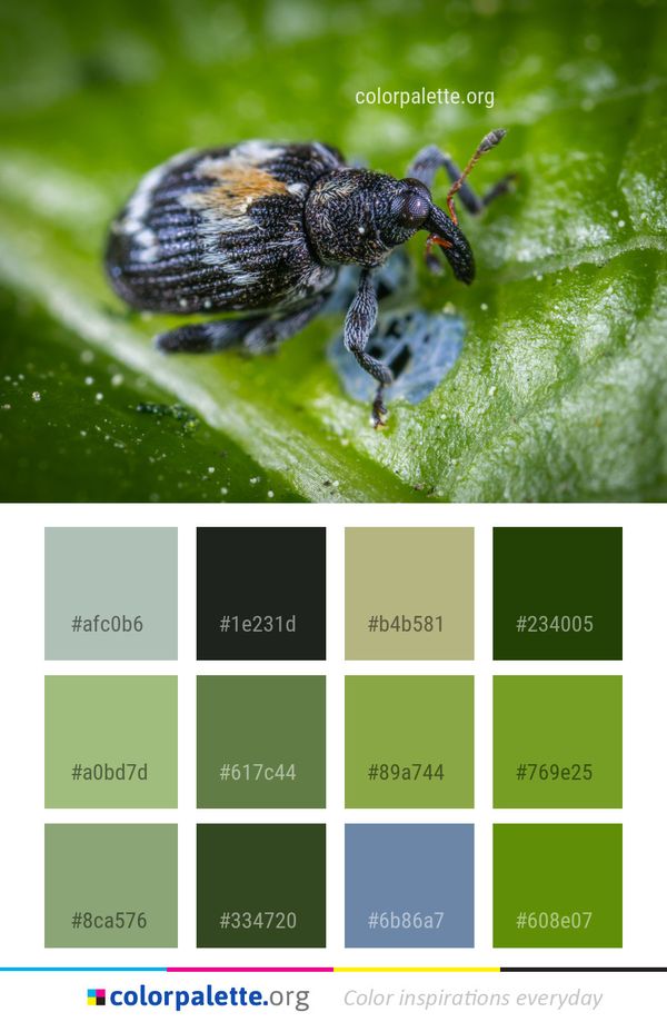 Insect Beetle Macro Photography Color Palette