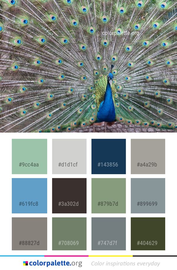 Peafowl Galliformes Feather Color Palette