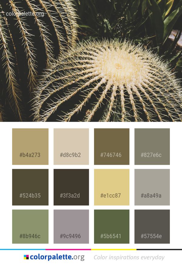 Plant Cactus Flowering Color Palette